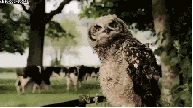 aaawwwww_sheet.gif