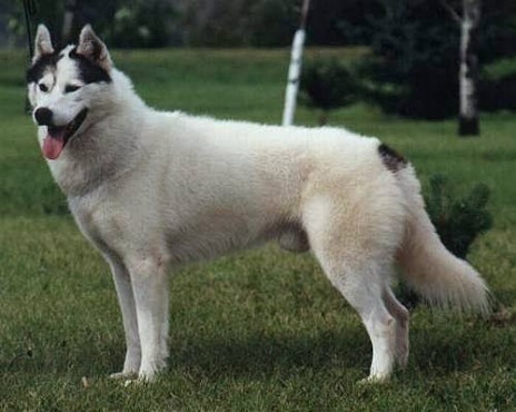 Doggy.jpg