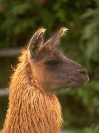 Photo156_Llama_Head_closeu.jpg