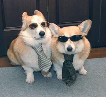 cute_cool_corgis.jpg