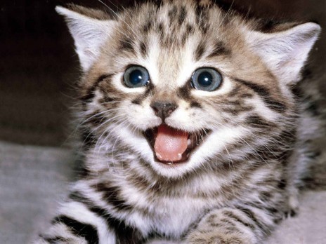 Khout_Kitten_458882_1_.jpeg