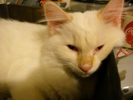 Snowball.JPG