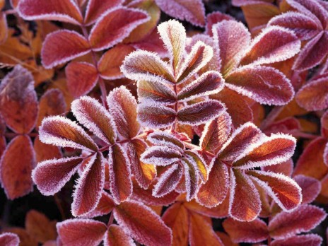 Winter_Leaves.jpg