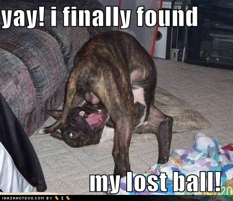 funny_dog_pictures_found_l.jpg