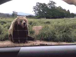 0926307018-addh.gif.gif