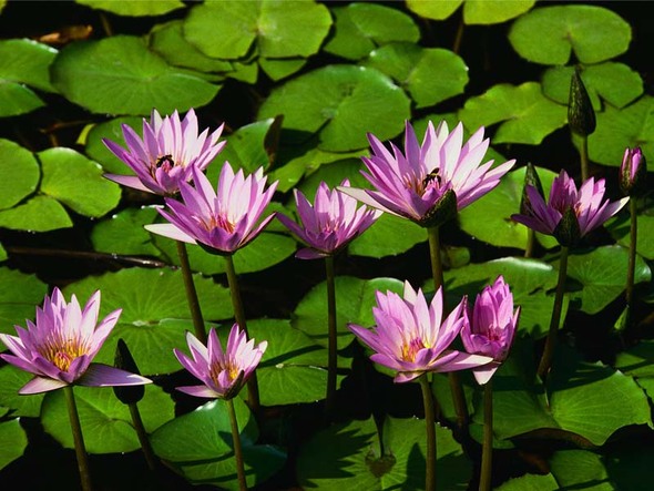 1665843276-water-lilies.jp.jpg