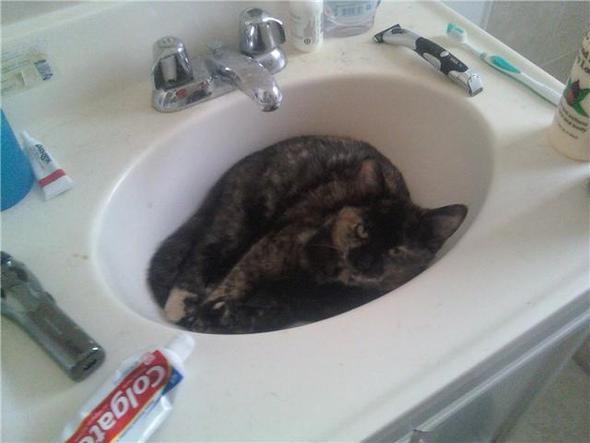 1869987985-kitty-in-sink.j.jpg