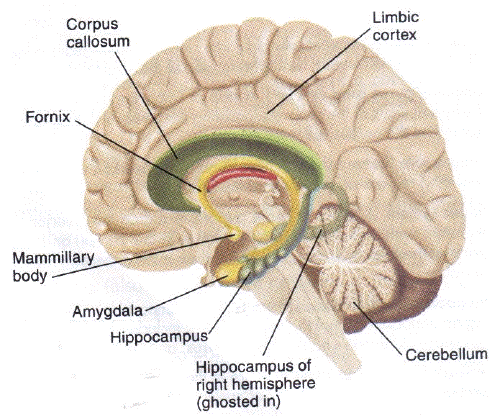 0456827736-dat-brain.gif.gif