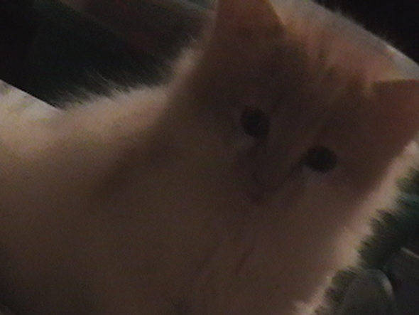 0041448697-imga0045.jpg.jpg