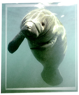 1226551621-manatees.jpg.jpg