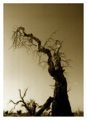 dead_trees.jpg