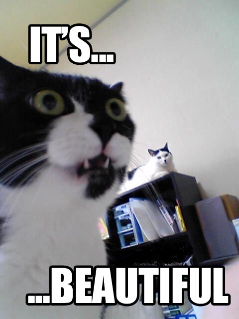 0281418868-cat-its-beautif.jpg