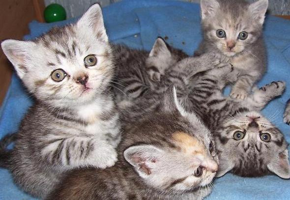 1823597487-kitten-pack.jpg.jpg