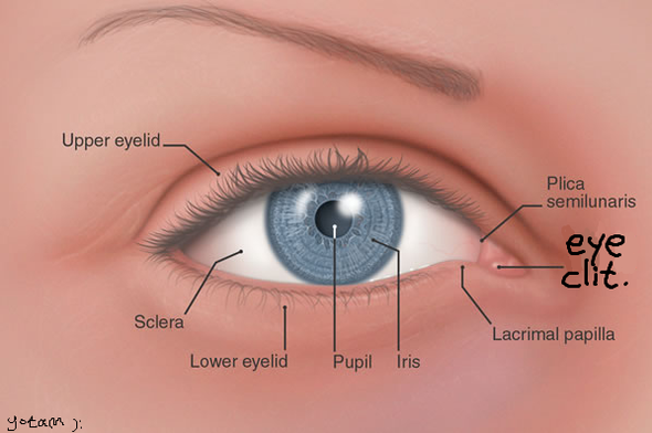 0162425055-eyeclit.png.png