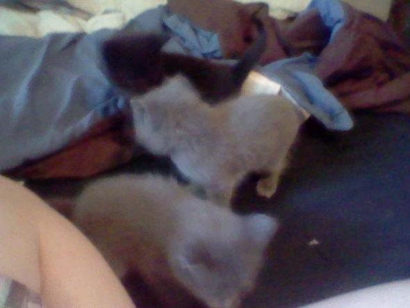 1227484908-shittykittenpic.jpg