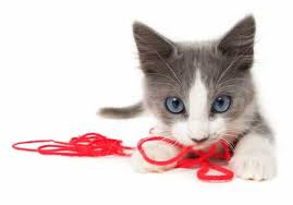 0221657122-kitten.jpg.jpg