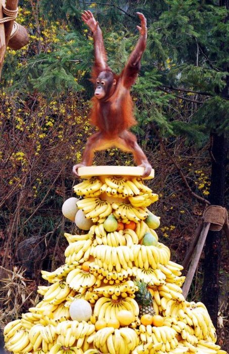 1046039796-banana.jpg.jpg