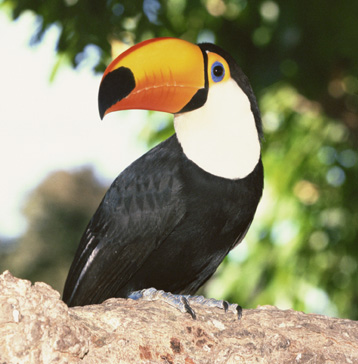 1970959375-toucan.jpg.jpg