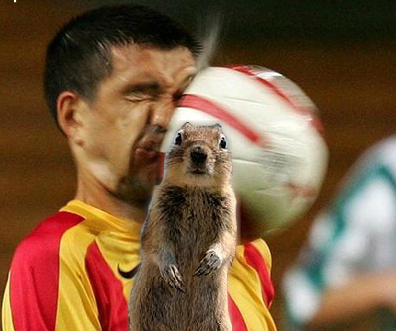 1223031219-evilsquirrel2.p.png
