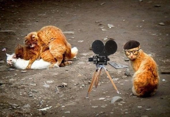 2121782206-lmao-french-cat.jpg