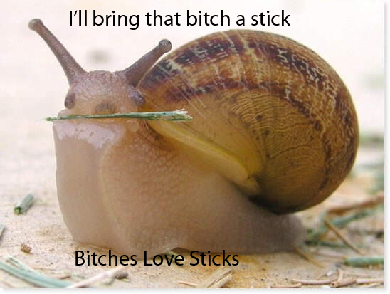 1588490960-bitcheslovestic.png