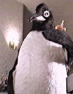 bmpenguin.jpg