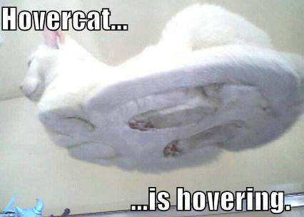 HOVERCAT_.jpg