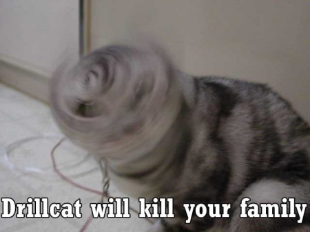 lolcatsdotcomy9hfoblcjin5w.jpg