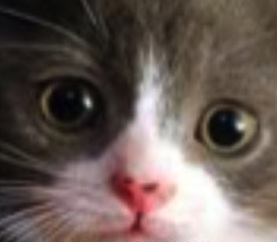 0159586694-catface.jpg.jpg
