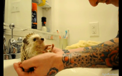 1820039943-washing-my-hedg.gif