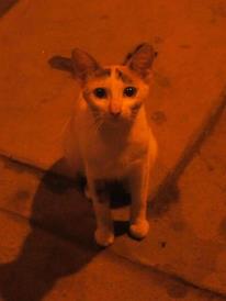 0422047102-cat2.jpg.jpg