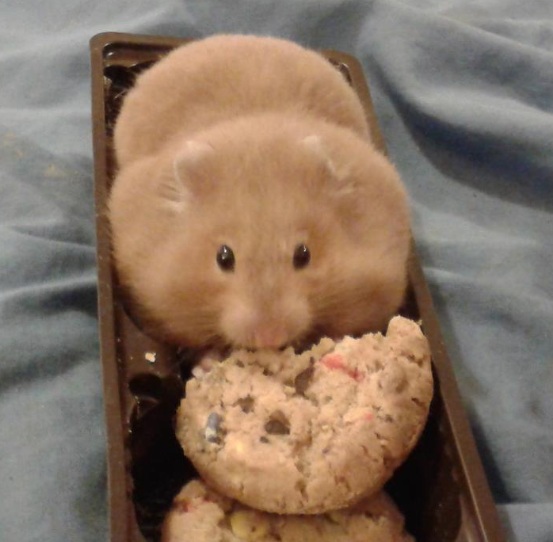 0883790603-ham.jpg.jpg