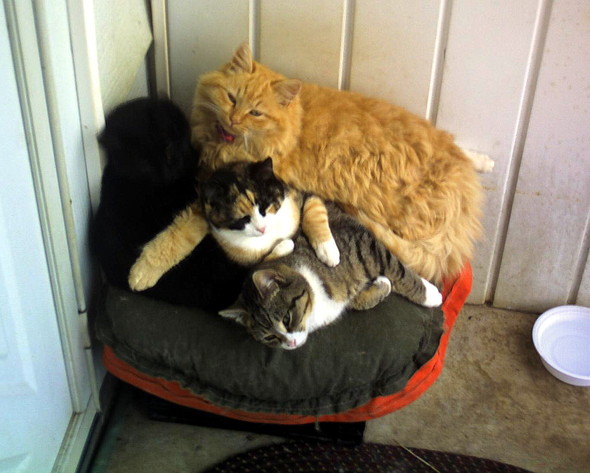 0025294074-cats.jpg.jpg