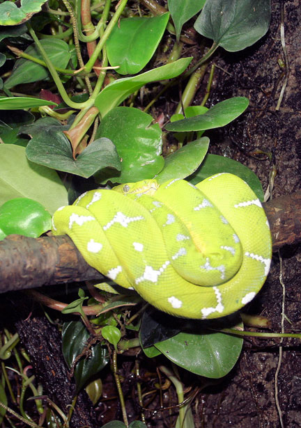 1989009582-green-snake.jpg.jpg