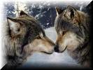 wolves2.jpg