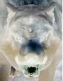 Wolf.JPG