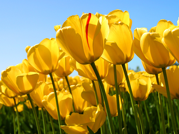 1487166603-tulips.jpg.jpg