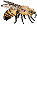 bee.gif