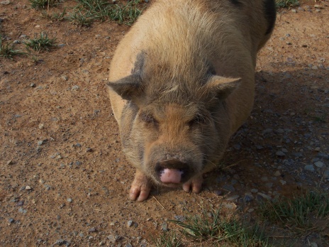 pig.jpg