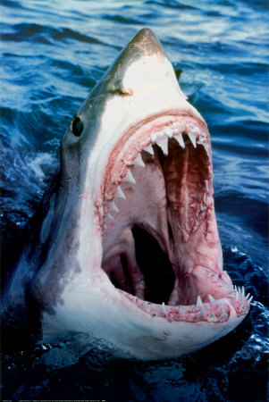 78027Great_White_Shark_Pos.jpg