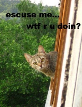 cat.jpg