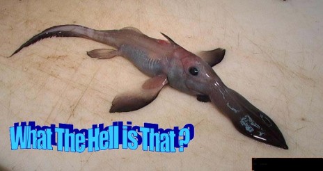 SeaCreature3.jpg