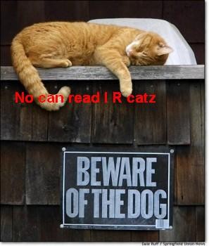 acat.jpg