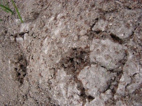 Lone_dirt.jpg