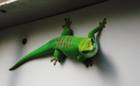 cool_geko.jpg