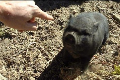 bad_pig.jpg