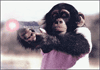 gangsta_monkey.gif