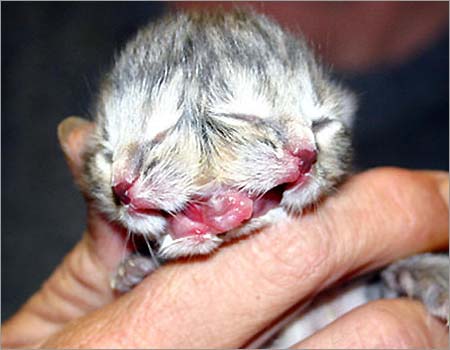 0_21_061705_two_faced_cat.jpg