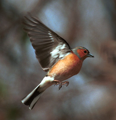 chaffinchflight.jpg