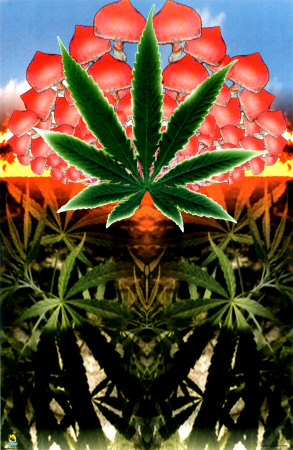 1107_Cannabis_Mushroom_Oas.jpg